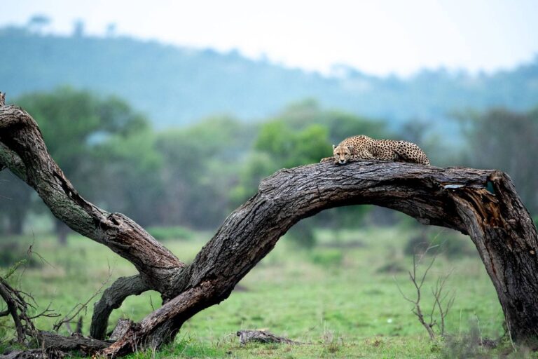4-Days-Tanzania-Luxury-Safari