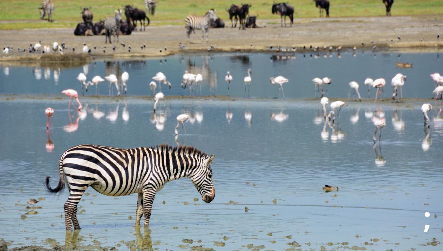 Explore Tarangire, Serengeti, & Ngorongoro