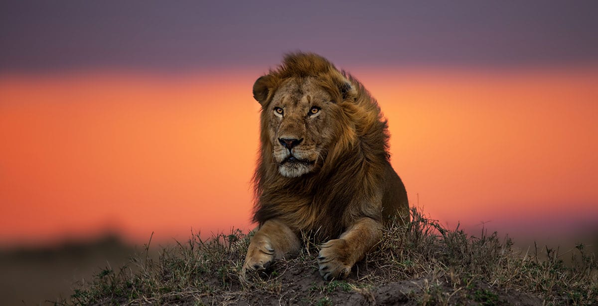 Male-lion-at-sunset-Tanzania-Serengeti-lions-of-the-Serengeti-safari