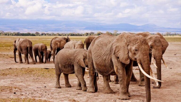 elephant-1024x581