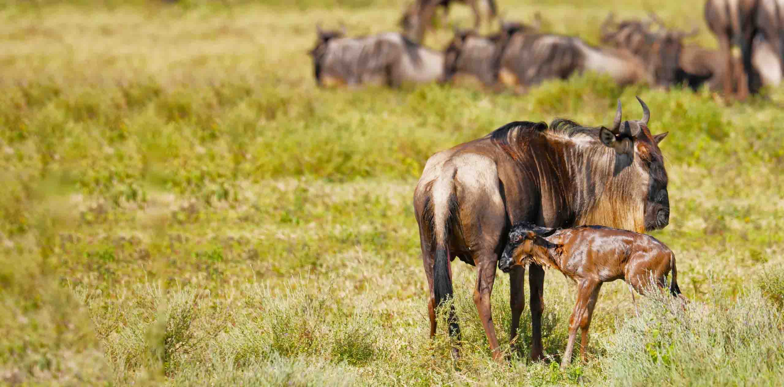 migration-wild