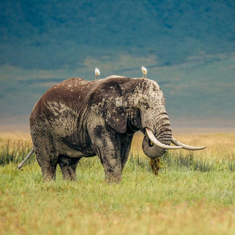 ngorongoro c