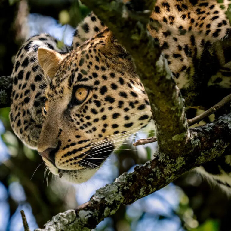serengeti national park