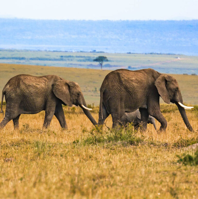 tarangire np
